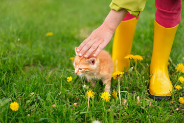 A child in yellow goomboots on the lawn stroking a small ginger kitten. World Day of Homeless...