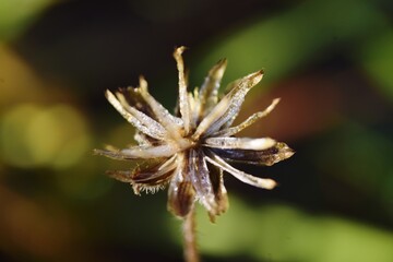 The grass has dew on the top of the grass.