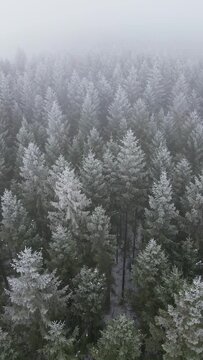 Flying over foggy forest on the cold winter day