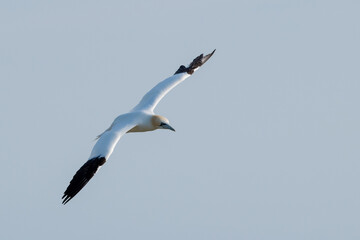 Close up of northern gannet flying over sea at Bempton Cliffs nature reserve in east Yorkshire, UK