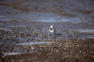 bird on the beach