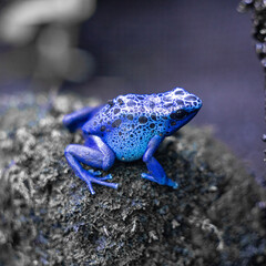 frog in the water