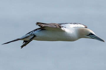 Close up of a northern gannet flying in blue skies over the sea and Bempton Cliffs at nature reserve in east Yorkshire, UK