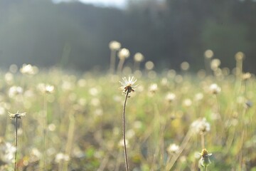 The grass has dew on the top of the grass.