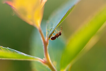 ant climbing on the stem of a green plant