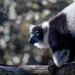 lemur