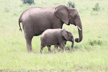 Mother elephant with a tiny calf walking down a green meadow 