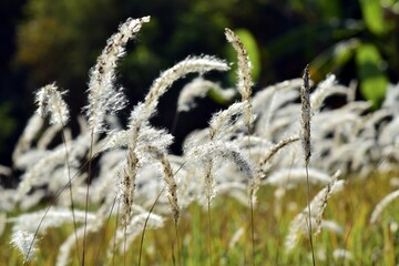 The grass has dew on the top of the grass.