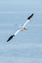 Close up of northern gannet flying over sea at Bempton Cliffs nature reserve in east Yorkshire, UK