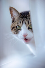 portrait of a cat