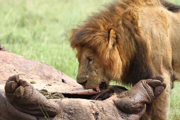 Adult lion with black mane feeeding on hippo carcass