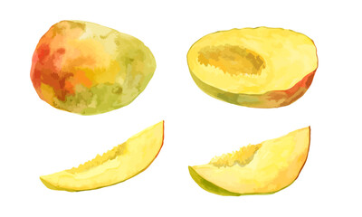 Vector mango fruit. Colorful juicy slices whole and cut. Watercolor hand drawn illustration isolated on white background.