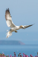 Northern gannet coming in to land at Bempton Cliffs nature reserve in east Yorkshire, UK