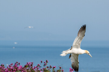 Northern gannet flying in skies over Bempton Cliffs in east Yorkshire, UK