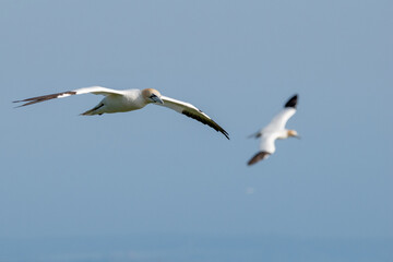 Northern gannets flying in the skies over Bempton Cliffs in east Yorkshire, UK