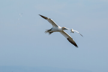 Northern gannets flying in the skies over Bempton Cliffs in east Yorkshire, UK