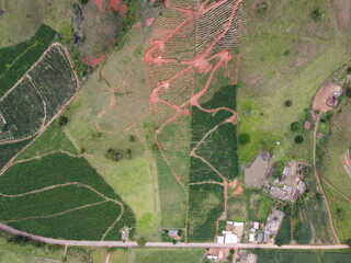Fototapeta premium top view drone shot of a new and old coffee plantation
