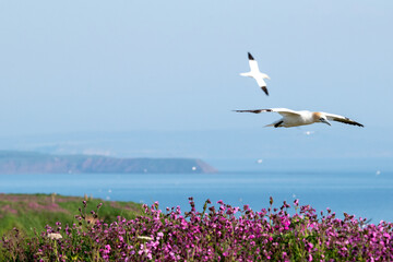 Northern gannets flying in the skies over Bempton Cliffs in east Yorkshire, UK