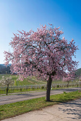 Fototapeta premium Almond tree in full bloom on a sunny spring day in Rheinhessen/Germany