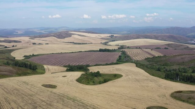 This stock video shows the vast expanses of cultivated land. This video will decorate your projects related to agriculture, agronomy, nature, summer landscapes.