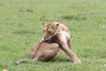 Close-up of a lioness licking her back