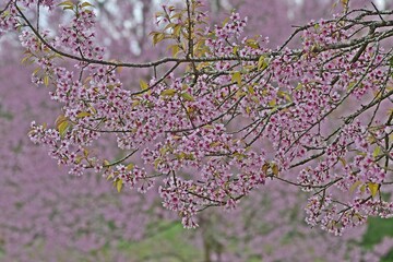 Thailand's cherry blossoms are in full bloom in the spring