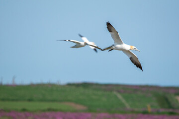 Northern gannets flying in the skies over Bempton Cliffs in east Yorkshire, UK