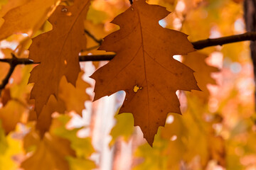 The golden colors of autumn leaves, a close-up of a branch backlit by the morning sun.