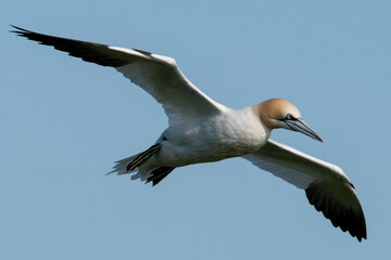 Close up of a northern gannet flying in blue skies over the sea and Bempton Cliffs at nature reserve in east Yorkshire, UK
