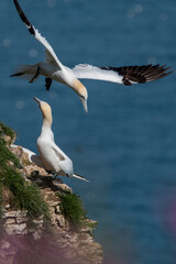 Northern gannet flying in skies over Bempton Cliffs in east Yorkshire, UK