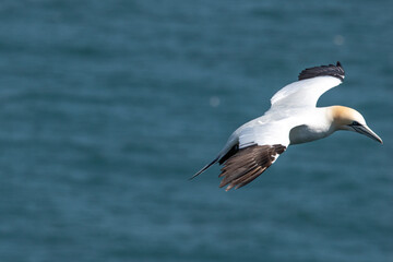 Northern gannet flying over sea at Bempton Cliffs in east Yorkshire, UK