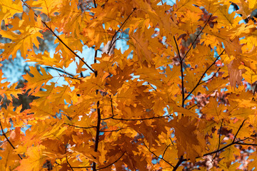 The golden colors of autumn leaves, a close-up of a branch backlit by the morning sun.