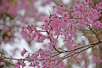 Thailand's cherry blossoms are in full bloom in the spring