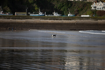 A dog playing in the surf on a beach in Newquay, UK.