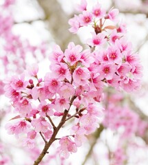 Thailand's cherry blossoms are in full bloom in the spring