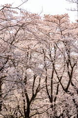 Naklejka premium 春爛漫 蔵王山麓 みちのく湖畔公園 