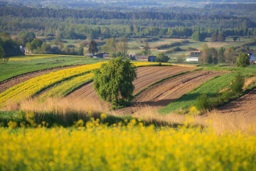 undulating fields of blooming rapeseed in Roztocze