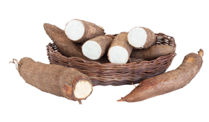 Cassava root isolated. Cassava raw tuber