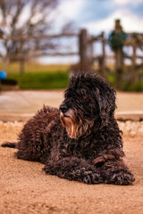 Cute Bouvier Des Flandres dog portrait