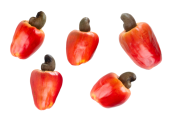 Fresh ripe cashew fruits isolated