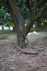 Dien Pomelo root shot at the pomelo garden, Dien Village, Hanoi, Vietnam