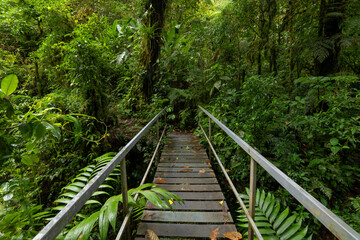 Wooden bridge in green forest