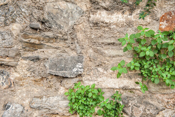 Grunge wall background with old weathered stones and plants texture