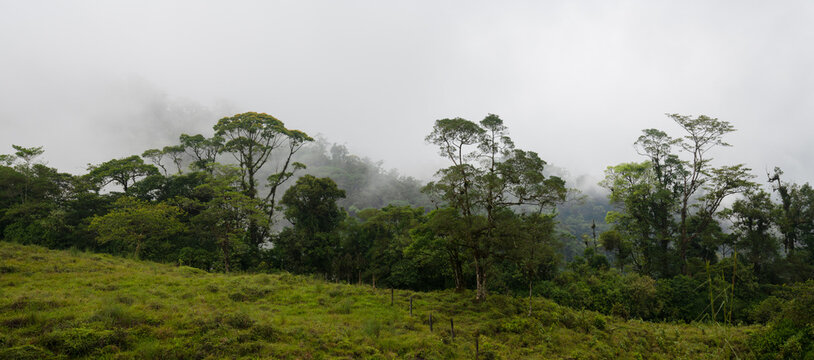 Green trees growing in countryside