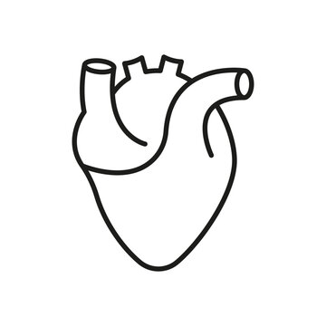 Human Heart Line Icon. Medical Cardiology Linear Symbol. Anatomy of Healthy Cardiovascular Organ Outline Icon. Cardiac Muscle Sign. Editable Stroke. Isolated Vector Illustration
