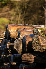 Mossy logs and foliage nature background