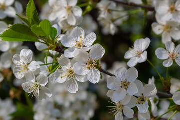 Prunus cerasus flowering tree flowers, group of beautiful white petals tart dwarf cherry flowers in bloom against blue sky in sunlight