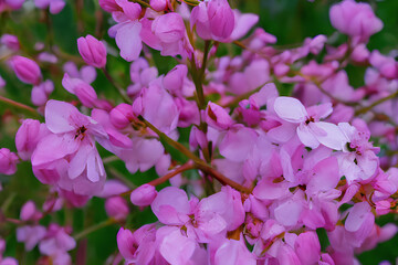 Obraz premium Flowers in the spring created with Generative AI technology