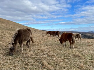 Fototapeta premium 汐首山の野生馬