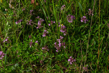 Blossoming fragrant Thymus serpyllum, Breckland wild thyme, creeping thyme, or elfin thyme close-up, macro photo. Beautiful food and medicinal plant in the field in the sunny day